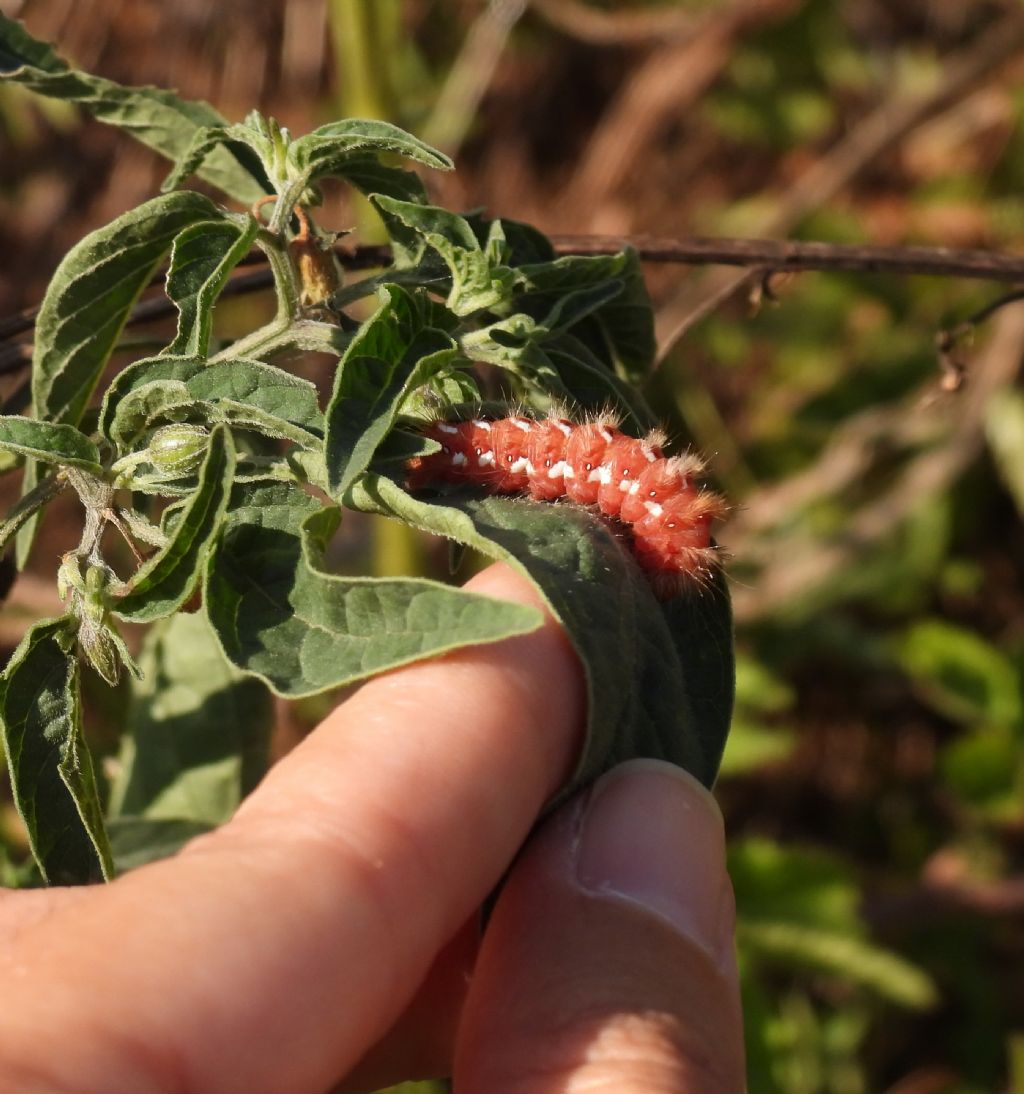 Acronicta rumicis? - S